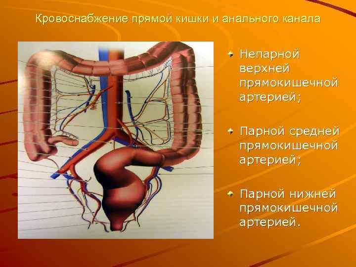 Заболевания прямой кишки. Прямая кишка кровоснабжение. Кровоснабжение кишечника. Кровоснабжение кишечника анастомозы. Артерии кровоснабжающие прямую кишку.