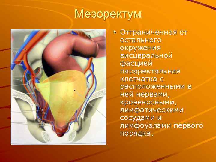 Прямая кишка анатомия у женщин строение фото и описание