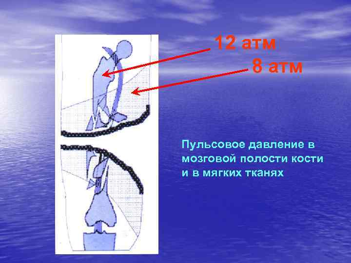 12 атм 8 атм Пульсовое давление в мозговой полости кости и в мягких тканях