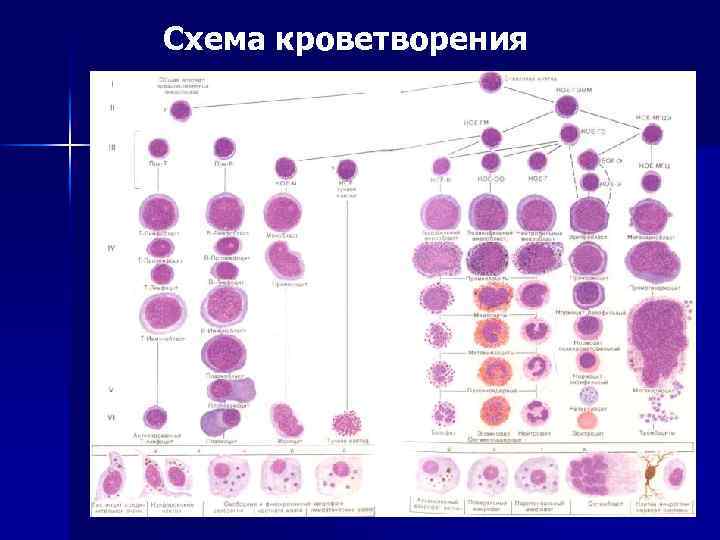 Схема кроветворения 