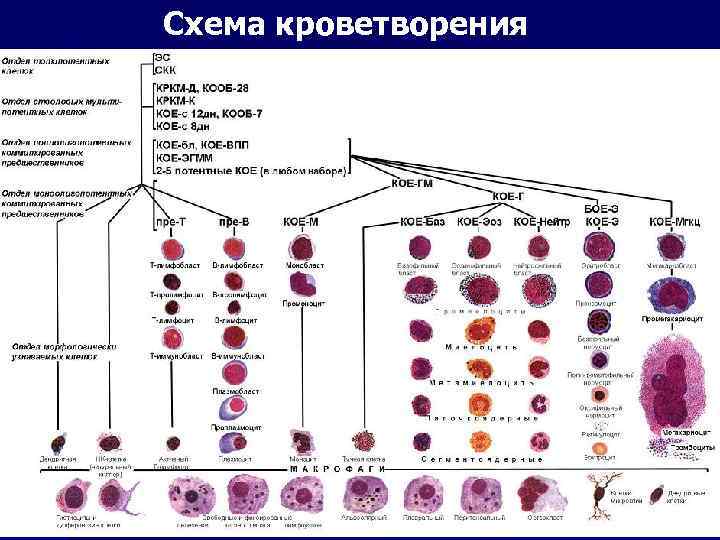 Схема кроветворения 