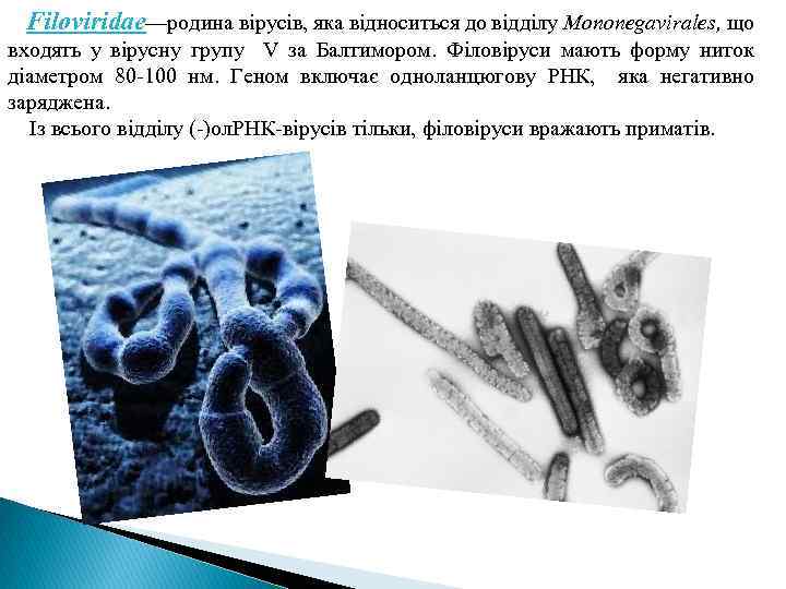 Filoviridae—родина вірусів, яка відноситься до відділу Mononegavirales, що входять у вірусну групу V за