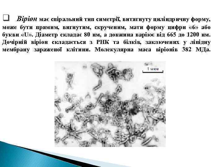 q Віріон має спіральний тип симетрії, витягнуту циліндричну форму, може бути прямим, вигнутим, скрученим,