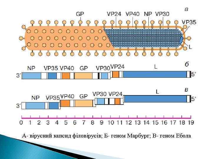 А- вірусний капсид філовірусів; Б- геном Марбург; В- геном Ебола 