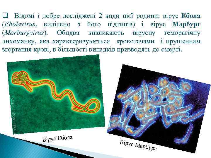 q Відомі і добре досліджені 2 види цієї родини: вірус Ебола (Ebolavirus, виділено 5