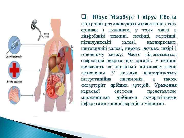 q Вірус Марбург і вірус Ебола пантропні, розмножуються практично у всіх органах і тканинах,