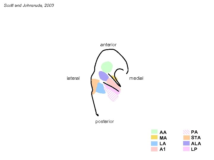 Scott and Johnsrude, 2003 anterior medial lateral posterior AA MA LA A 1 PA