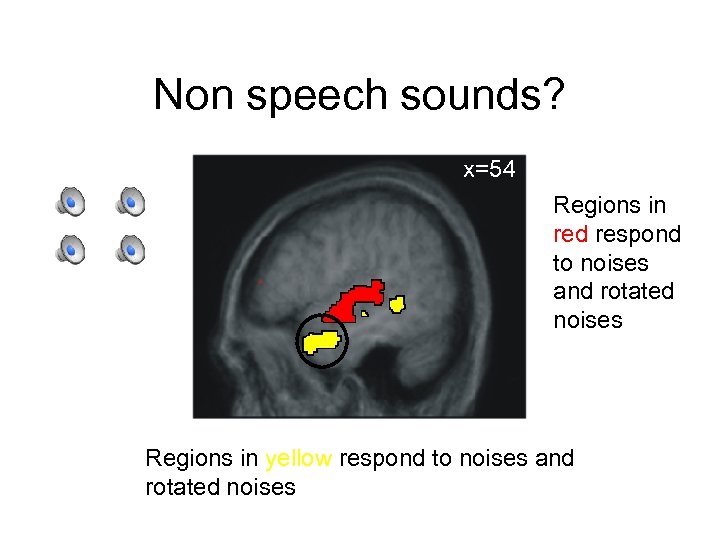 Non speech sounds? x=54 Regions in red respond to noises and rotated noises Regions