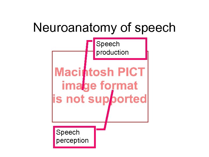 Neuroanatomy of speech Speech production Speech perception 