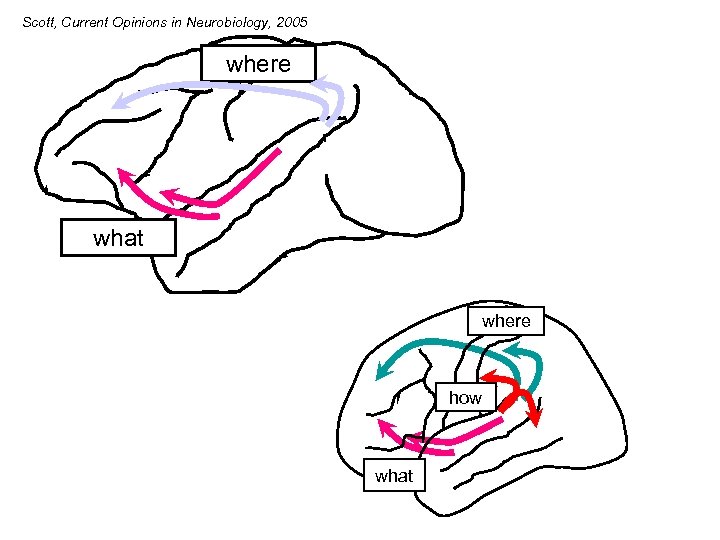 Scott, Current Opinions in Neurobiology, 2005 where what where how what Scott, in press