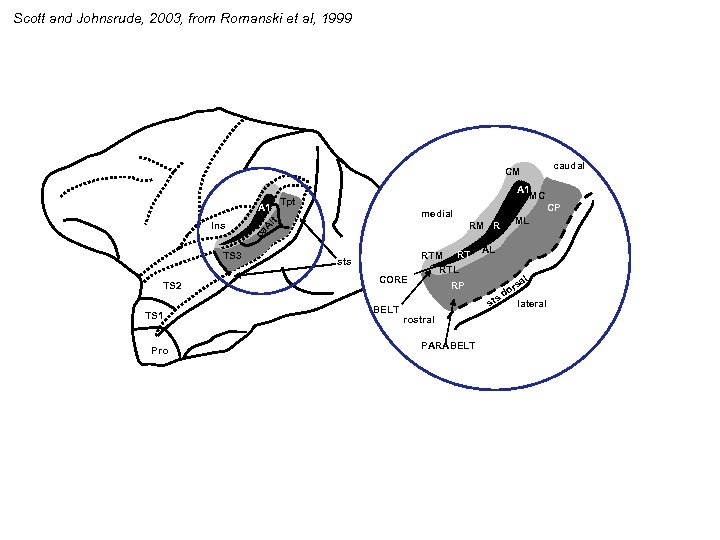 Scott and Johnsrude, 2003, from Romanski et al, 1999 caudal CM TS 3 TS