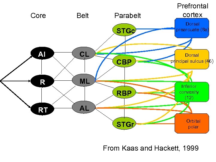 Core Belt Parabelt STGc AI CL R ML CBP RT Prefrontal cortex Dorsal prearcuate