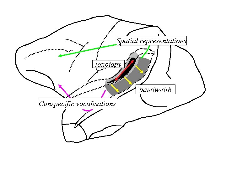 Spatial representations tonotopy bandwidth Conspecific vocalisations 