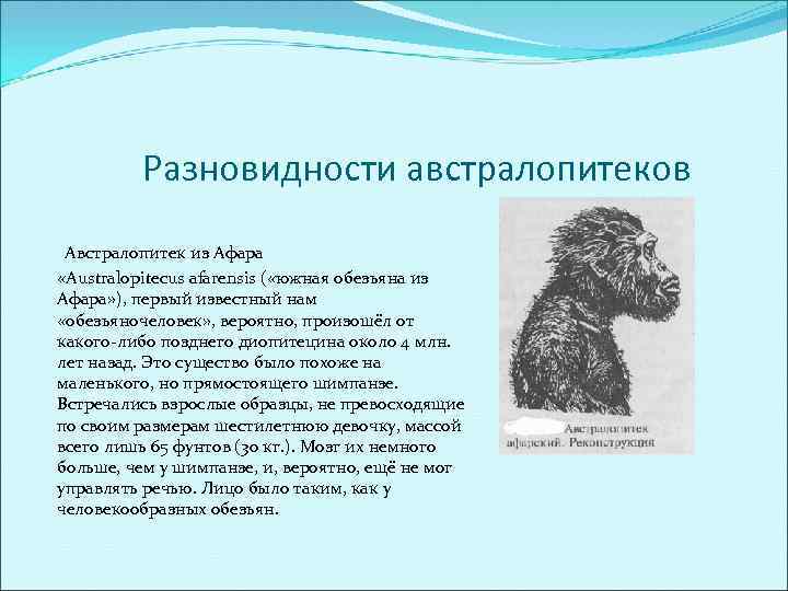 Австралопитеки презентация по биологии 11 класс