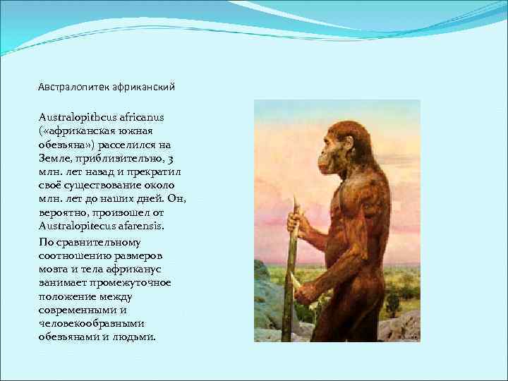 Австралопитек африканский Australopithcus africanus ( «африканская южная обезьяна» ) расселился на Земле, приблизительно, 3