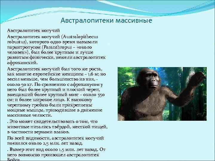 Австралопитеки массивные Австралопитек могучий (Australopithecus robustus), которого одно время называли парантропусом (Paranthropus – «около
