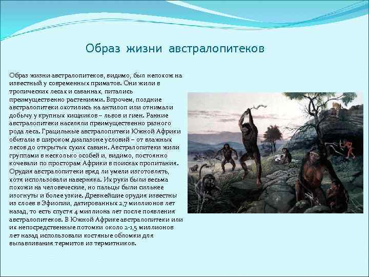 Охарактеризуйте образ жизни. Характеристика образа жизни австралопитеков. Обрпщ жищни автралипотеков. Образ жизни австрало Питэка. Астралопитек обращ жизни.