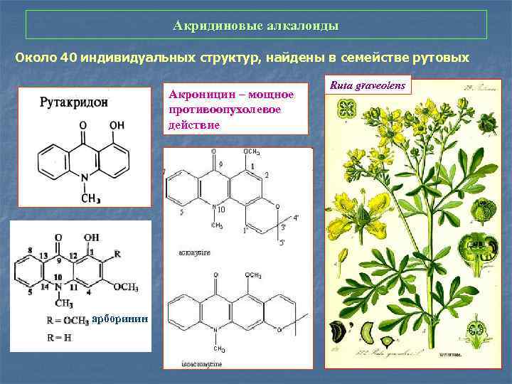 Вещества растений содержащие. Алкалоид вазицин. Алкалоиды Фармакогнозия. Распространение алкалоидов в растительном мире. Акроницин формула.