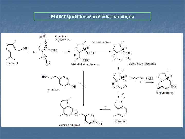 Монотерпеновые псевдоалкалоиды 