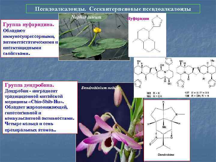 Псевдоалкалоиды. Сесквитерпеновые псевдоалкалоиды Nuphar luteum Группа нуфаридина. Обладают иммуносупрессорными, антиметастатическими и инсектицидными свойствами. Группа