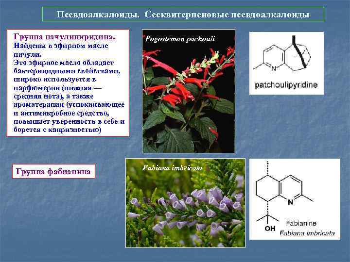 Псевдоалкалоиды. Сесквитерпеновые псевдоалкалоиды Группа пачулипиридина. Найдены в эфирном масле пачули. Это эфирное масло обладает