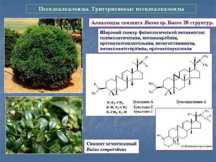 Вещества растений содержащие. Псевдоалкалоиды. Биотрансформации растений. Дитерпеновые алкалоиды. Дитерпеновые алкалоиды в растениях.