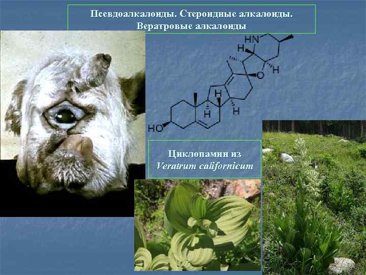 Псевдоалкалоиды. Стероидные алкалоиды. Вератровые алкалоиды Циклопамин из Veratrum californicum 