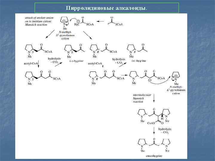 Пирролидиновые алкалоиды. 