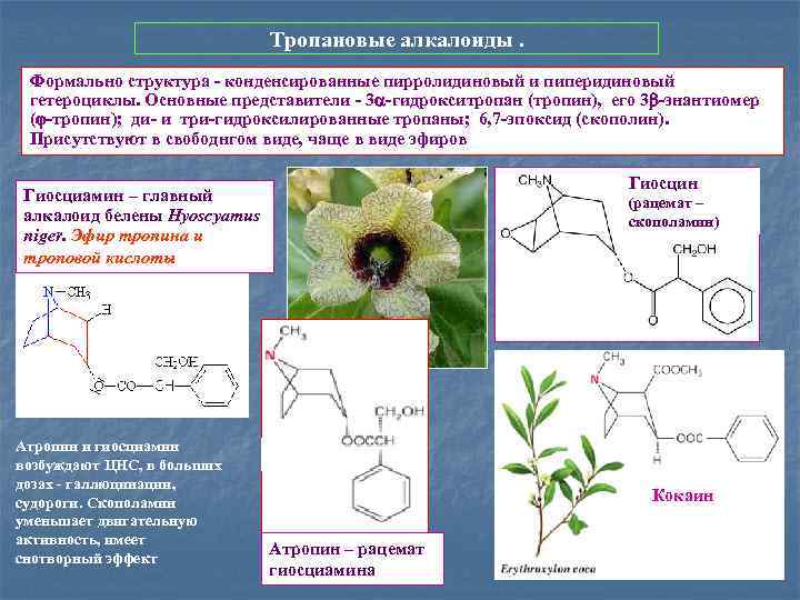 Запасными веществами растений являются