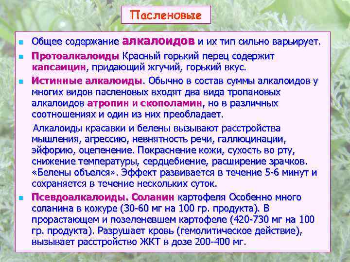 Пасленовые n n Общее содержание алкалоидов и их тип сильно варьирует. Протоалкалоиды Красный горький