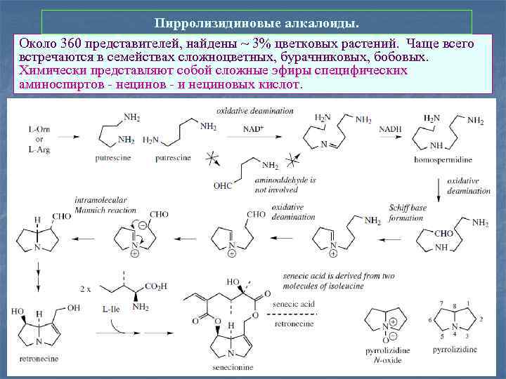 Пирролизидиновые алкалоиды. Около 360 представителей, найдены ~ 3% цветковых растений. Чаще всего встречаются в