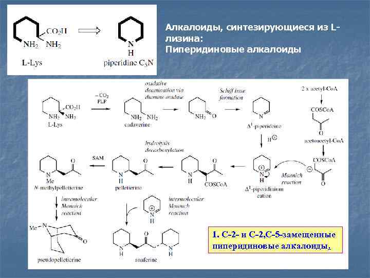 Алкалоиды, синтезирующиеся из Lлизина: Пиперидиновые алкалоиды 1. С-2 - и С-2, С-5 -замещенные пиперидиновые