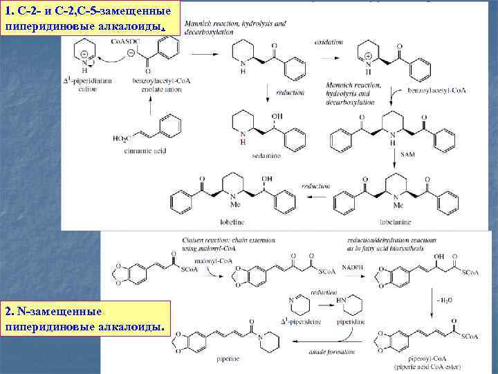 1. С-2 - и С-2, С-5 -замещенные пиперидиновые алкалоиды. 2. N-замещенные пиперидиновые алкалоиды. 