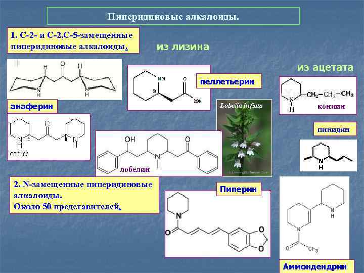 Пиперидиновые алкалоиды. 1. С-2 - и С-2, С-5 -замещенные пиперидиновые алкалоиды. из лизина из