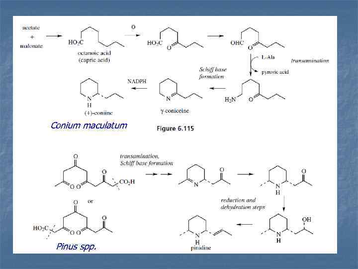 Conium maculatum Pinus spp. 