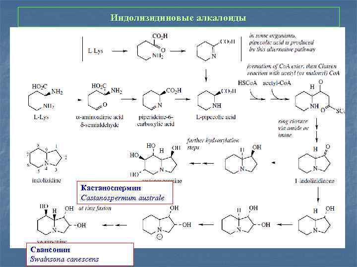 Индолизидиновые алкалоиды Кастаноспермин Castanospermum australe Свансонин Swainsona canescens 