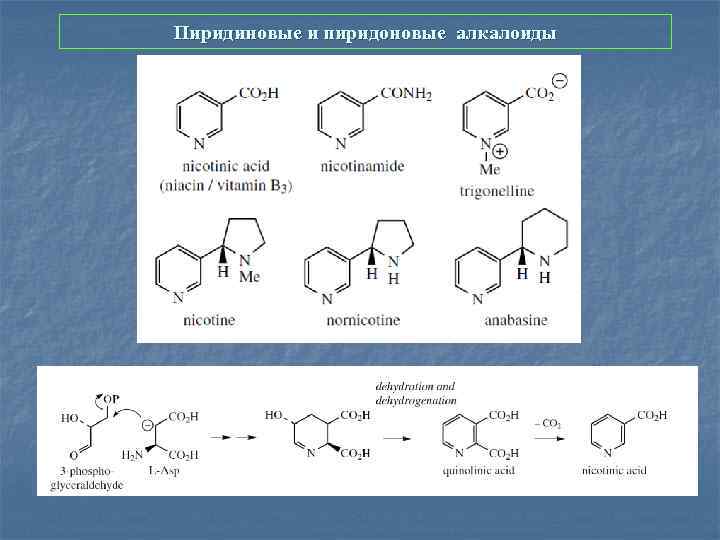 Пиридиновые и пиридоновые алкалоиды 