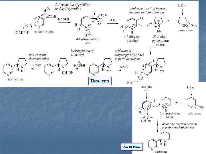 Никотин Анабазин 
