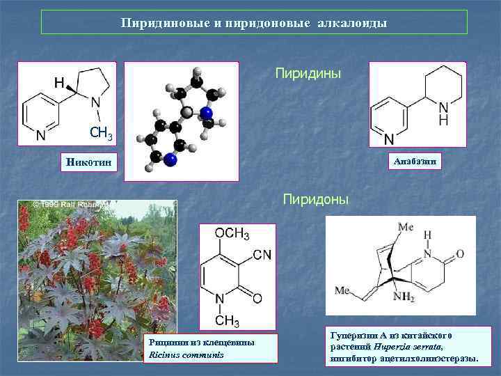 Вещества растений содержащие. Пиридиновые алкалоиды. Алкалоид никотин. Продукты вторичного метаболизма лекарственных растений:. Вторичные метаболиты растений.