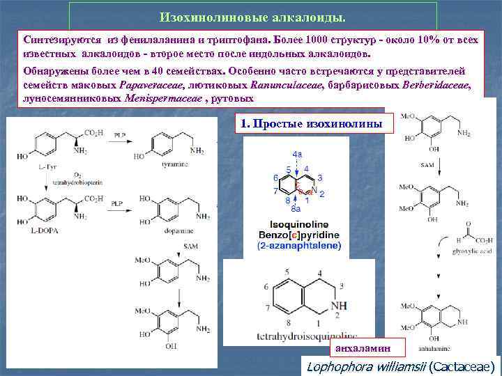 Изохинолиновые алкалоиды. Синтезируются из фенилаланина и триптофана. Более 1000 структур - около 10% от