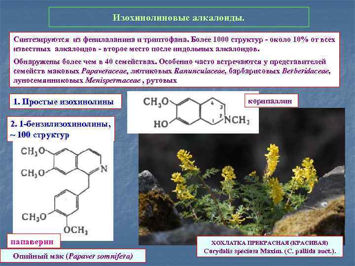 Алкалоиды люпина