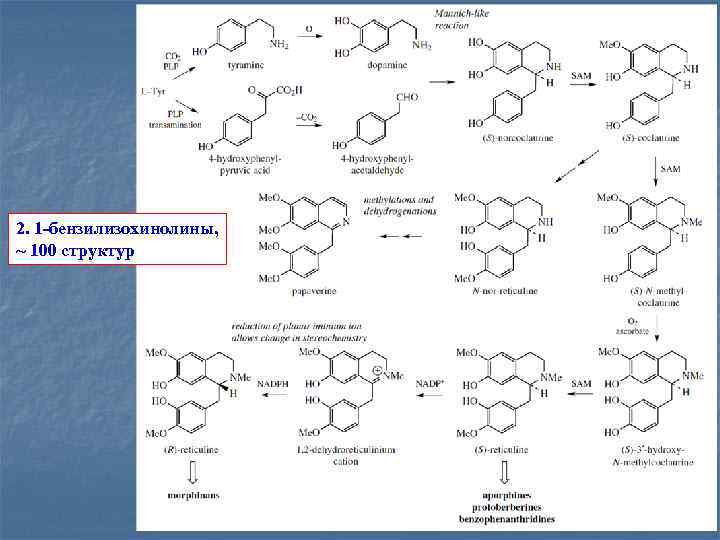 2. 1 -бензилизохинолины, ~ 100 структур 