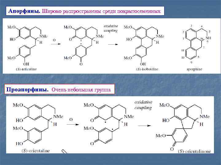 Апорфины. Широко распространены среди покрытосеменных Проапорфины. Очень небольшая группа 