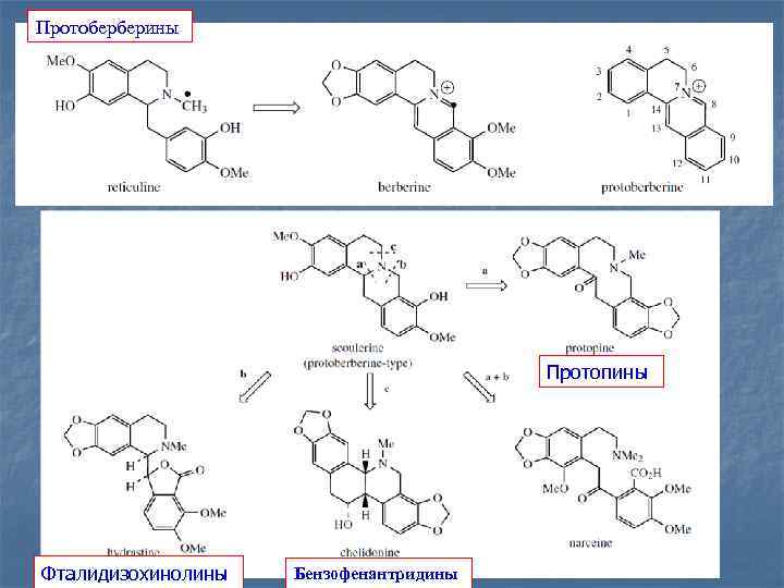 Протоберберины Протопины Фталидизохинолины Бензофенантридины 