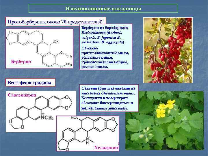 Презентация по теме алкалоиды