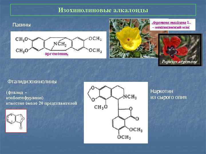 Изохинолиновые алкалоиды Argemone mexicana L. – мексиканский мак Павины аргемонин, Papaver argemone Фталидизохинолины (фталид