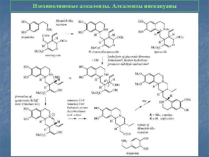 Изохинолиновые алкалоиды. Алкалоиды ипекакуаны Изохинолиновые алкалоиды. Алкалоиды 