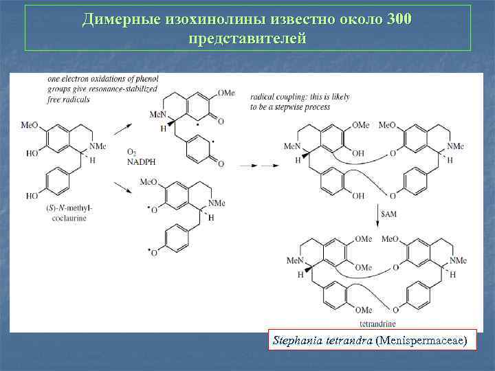 Димерные изохинолины известно около 300 представителей Stephania tetrandra (Menispermaceae) 