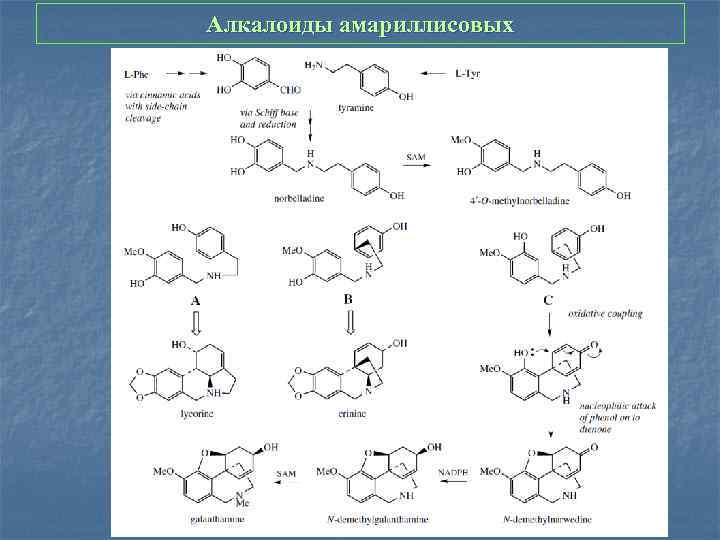 Алкалоиды амариллисовых 