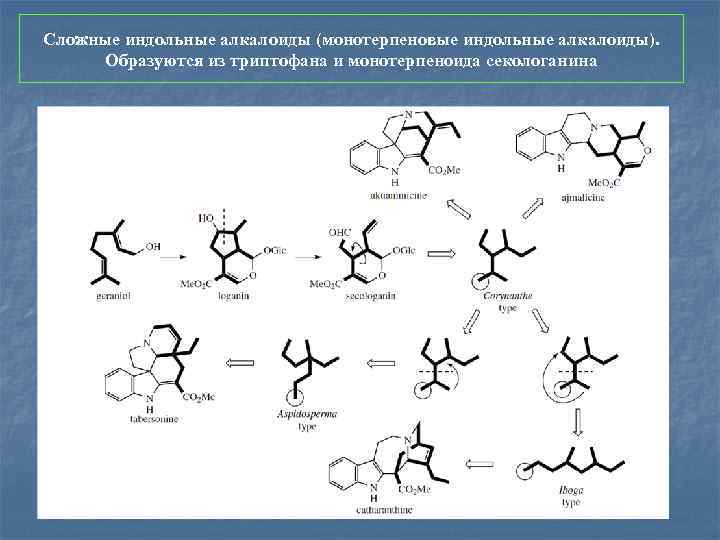 Сложные индольные алкалоиды (монотерпеновые индольные алкалоиды). Образуются из триптофана и монотерпеноида секологанина 